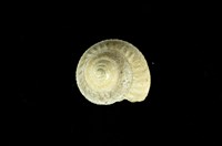 藏品(中途島鐘螺)的圖片